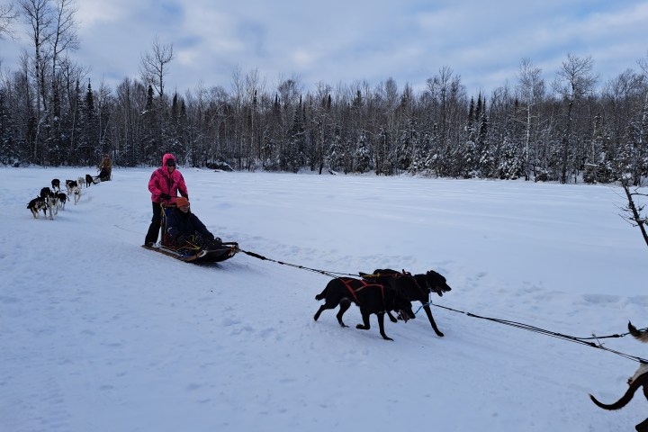 a dog that is covered in snow